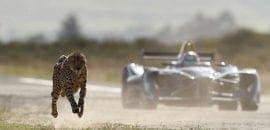 VÍDEO: Fórmula E desafia guepardo na savana africana