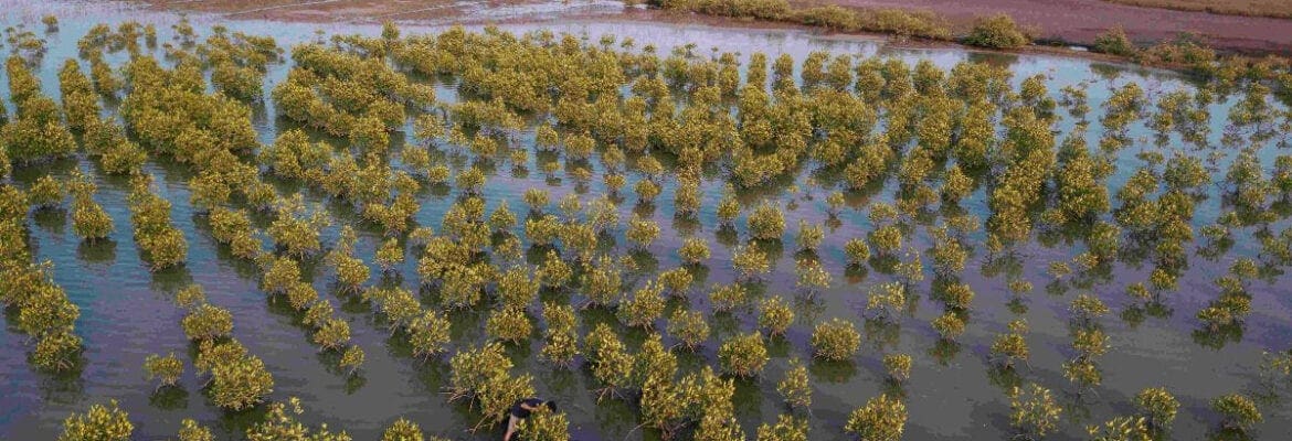 Extreme E plantará um milhão de árvores no Senegal como parte de seu legado no país