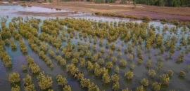 Extreme E plantará um milhão de árvores no Senegal como parte de seu legado no país