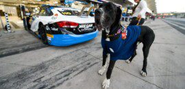 Foto: Conheça Dom, ajudante de quatro patas da Hot Car na Stock Car em Interlagos