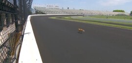 Raposa causa bandeira amarela em treino para a Indy 500