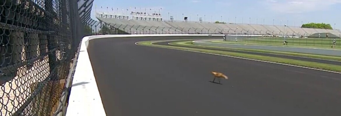 Raposa causa bandeira amarela em treino para a Indy 500