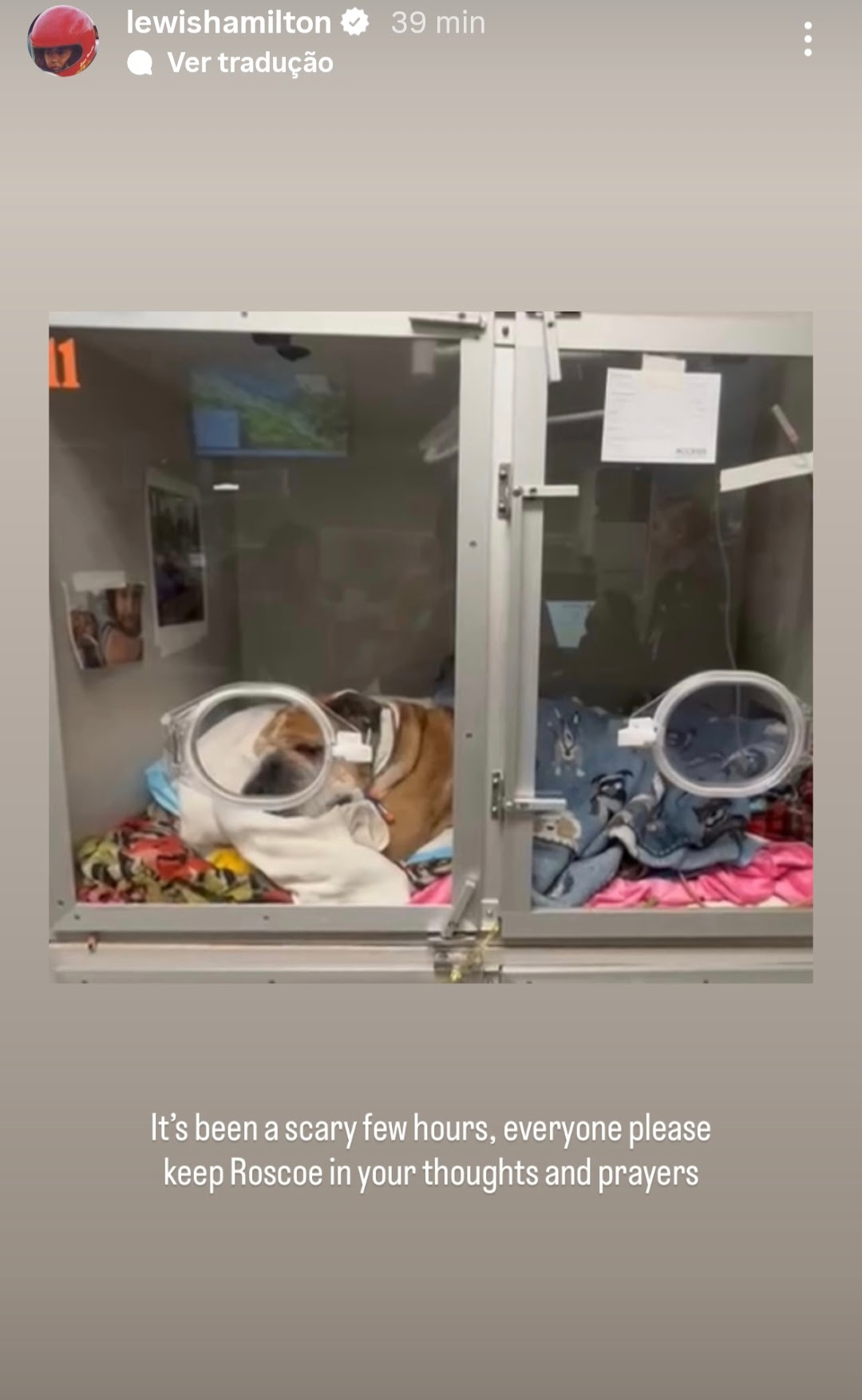 F1: Roscoe, cachorro de Hamilton, é internado: "Mantenham ele em suas orações" F1: Roscoe, cachorro de Hamilton, é internado: "Mantenham ele em suas orações"